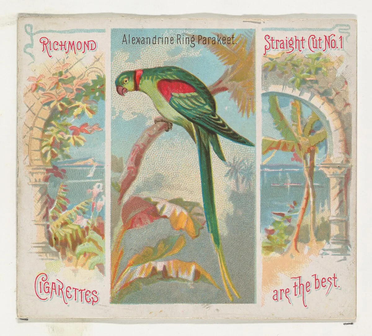 Alexandrine Ring Parakeet, from Birds of the Tropics series (N38) for Allen & Ginter Cigarettes — Allen & Ginter|George S. Harris & Sons