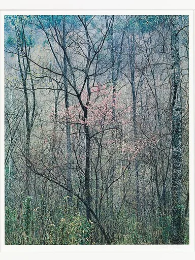 Redbud Trees in Bottom Land, Red River Gorge, Kentucky