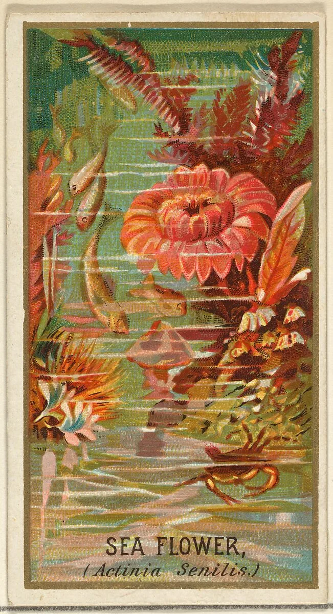 Sea Flower (Actinia Senilis), from the Flowers series for Old Judge Cigarettes — Goodwin & Company|George S. Harris & Sons