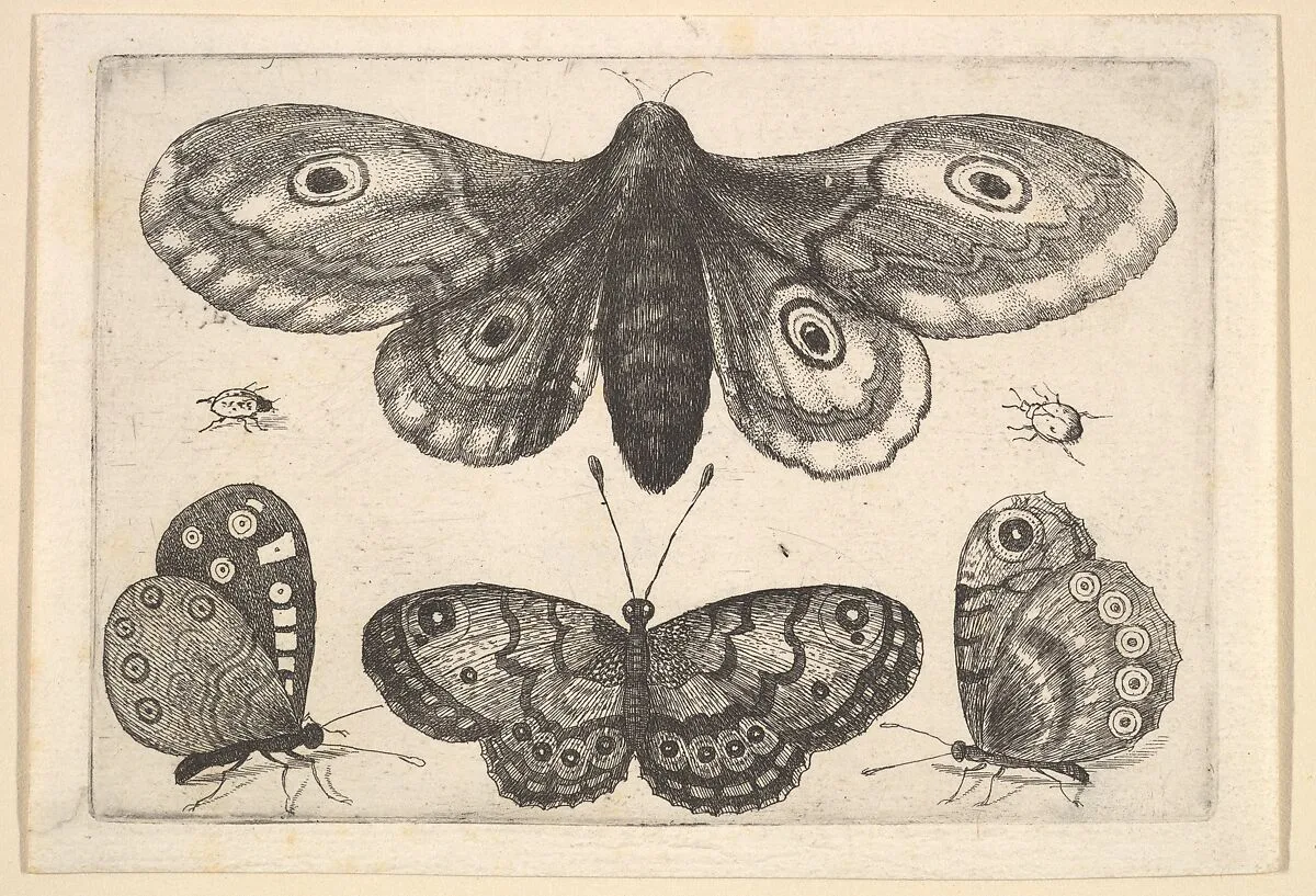 A moth, three butterflies and two beetles — Wenceslaus Hollar