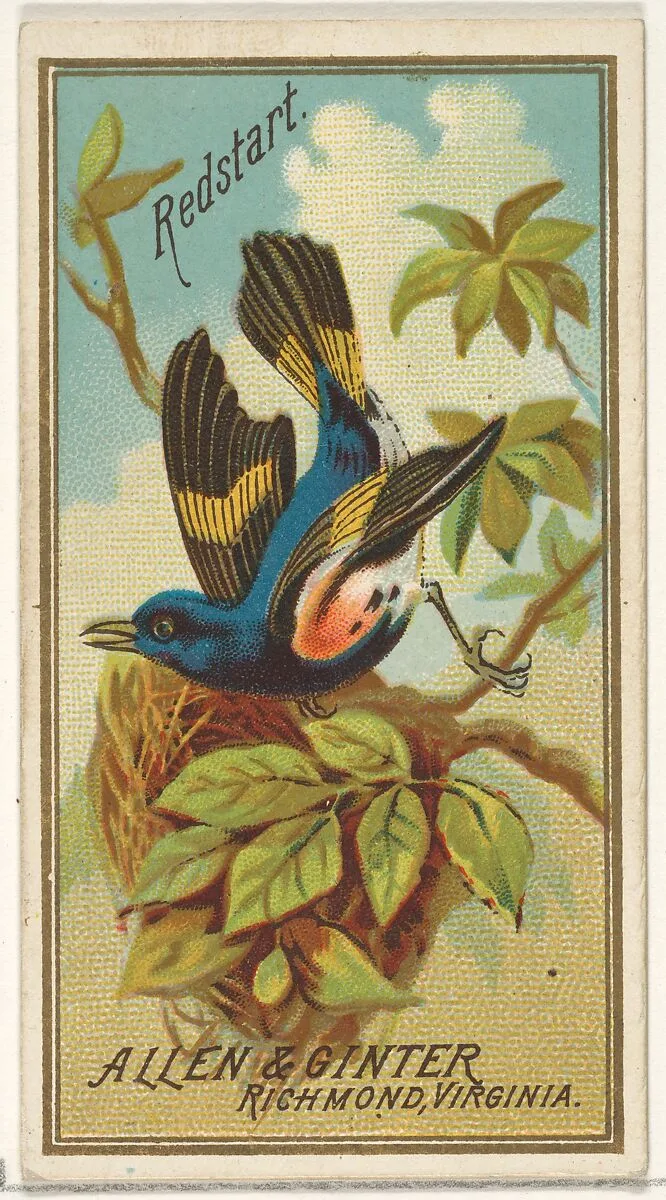 Redstart, from the Birds of America series (N4) for Allen & Ginter Cigarettes Brands — Allen & Ginter