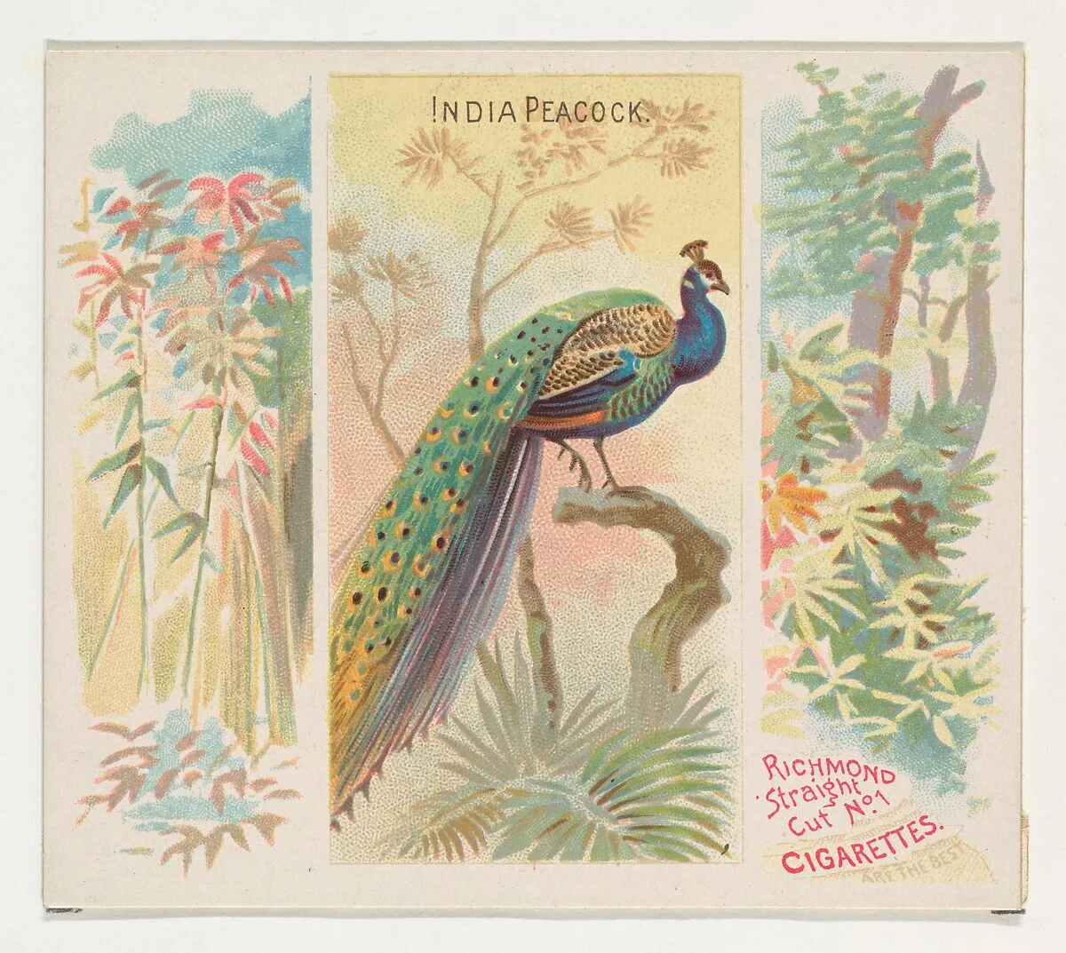 India Peacock, from Birds of the Tropics series (N38) for Allen & Ginter Cigarettes — Allen & Ginter|George S. Harris & Sons