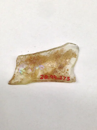 Fragment