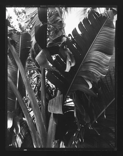 [South Seas: Foliage]