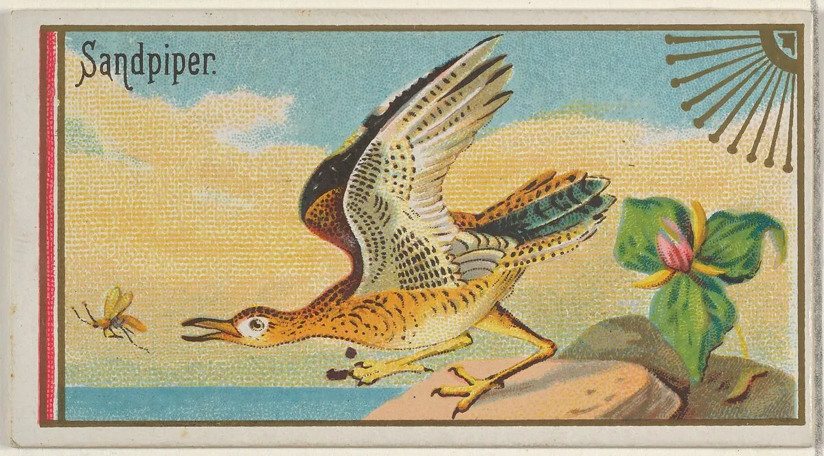 Sandpiper, from the Game Birds series (N13) for Allen & Ginter Cigarettes Brands — George S. Harris & Sons|Allen & Ginter
