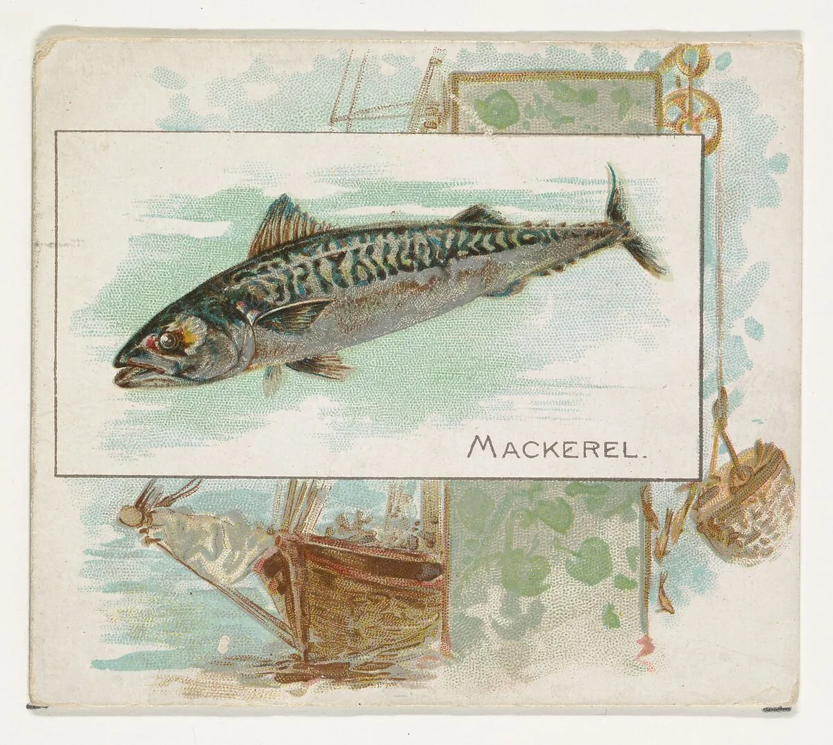 Mackerel, from Fish from American Waters series (N39) for Allen & Ginter Cigarettes — Allen & Ginter|Lindner, Eddy & Claus