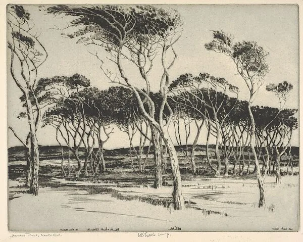 Seaward Pines, Nantucket — Henry Emerson Tuttle
