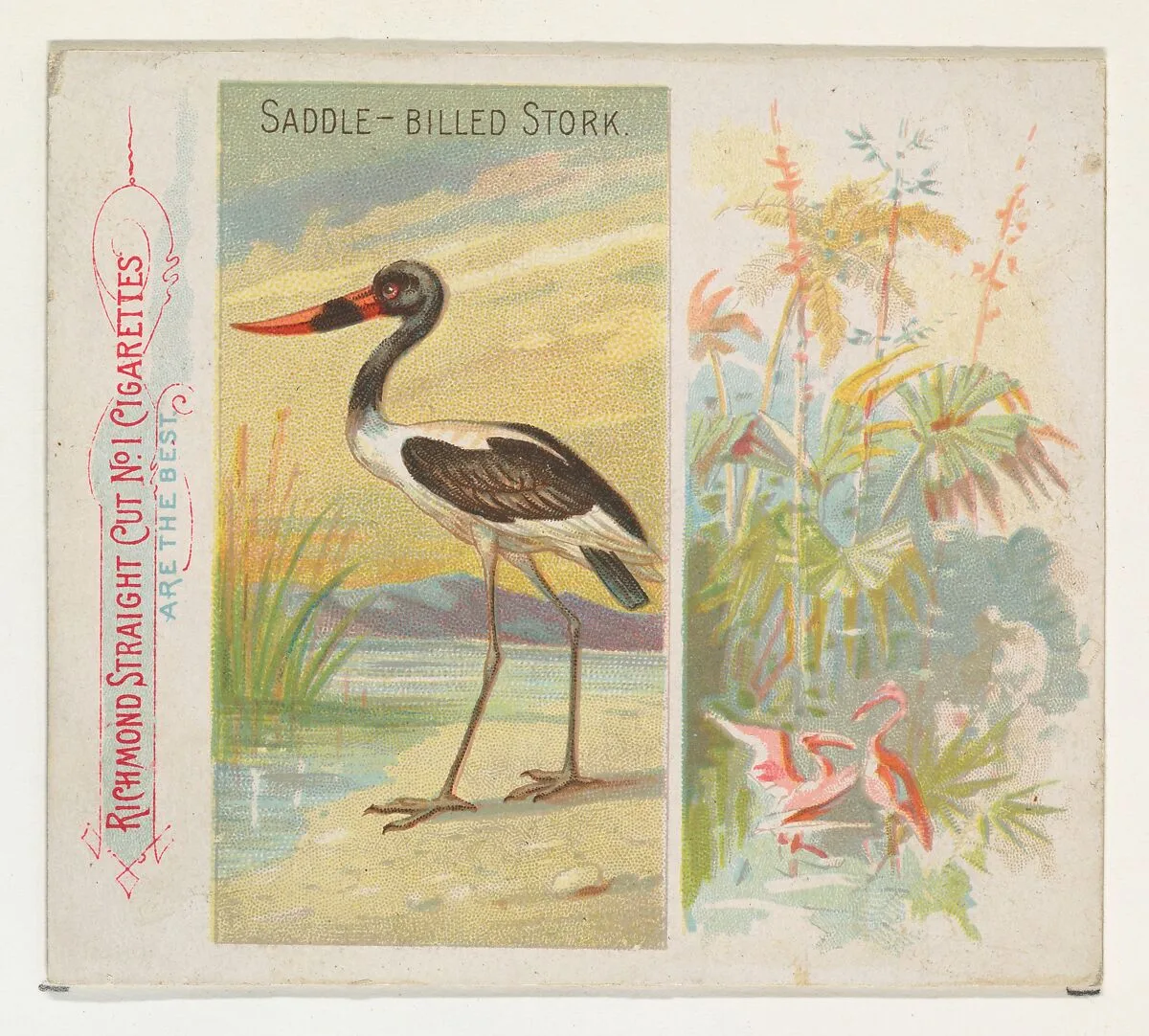 Saddle-Billed Stork, from Birds of the Tropics series (N38) for Allen & Ginter Cigarettes — Allen & Ginter|George S. Harris & Sons