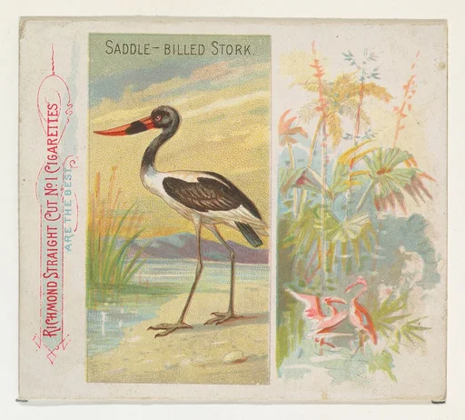 Saddle-Billed Stork, from Birds of the Tropics series (N38) for Allen & Ginter Cigarettes