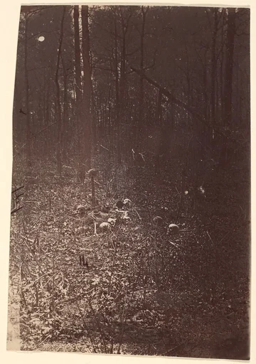 [The Wilderness Battlefield, near Spotsylvania, Virginia]