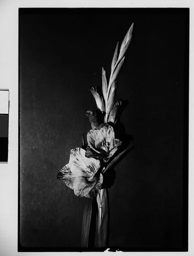 [Gladiola in Front of Backdrop, Darien, Connecticut]