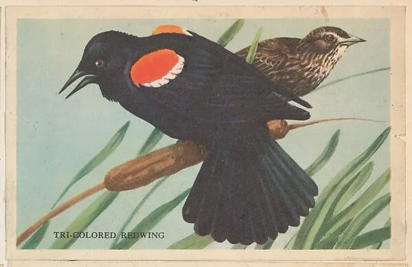 Tri-Colored Redwing, bakery card from the California Bird Pictures series (D39-2), issued by the Gordon Bread Company — Gordon Bread Company