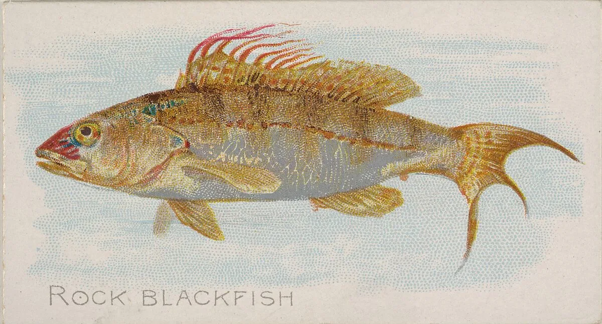 Rock Blackfish, from the Fish from American Waters series (N8) for Allen & Ginter Cigarettes Brands — Allen & Ginter|Lindner, Eddy & Claus