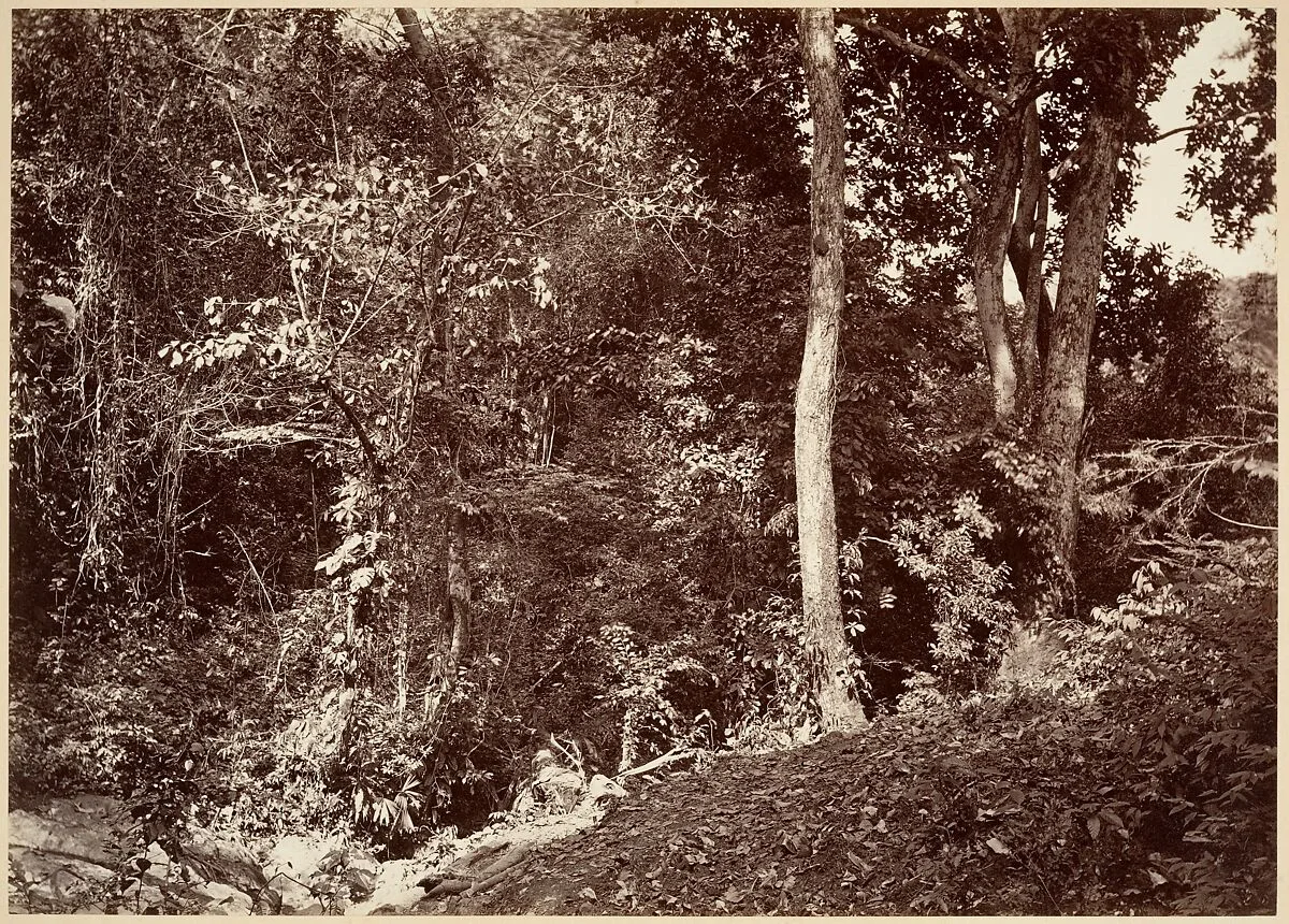 Tropical Scenery, View Near Chipigana — John Moran