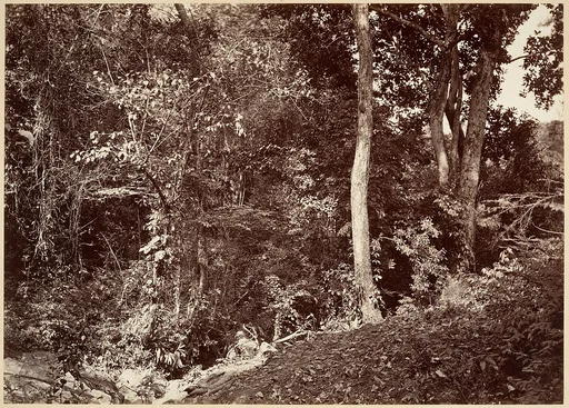 Tropical Scenery, View Near Chipigana