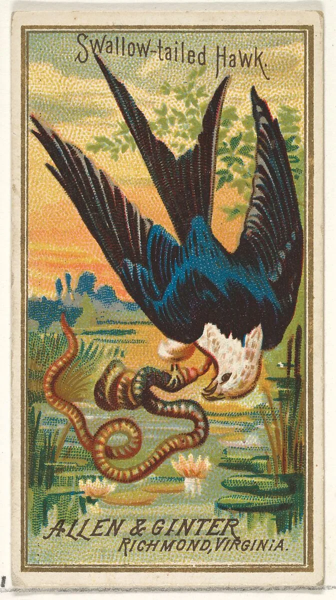 Swallow-tailed Hawk, from the Birds of America series (N4) for Allen & Ginter Cigarettes Brands — Allen & Ginter