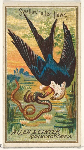 Swallow-tailed Hawk, from the Birds of America series (N4) for Allen & Ginter Cigarettes Brands