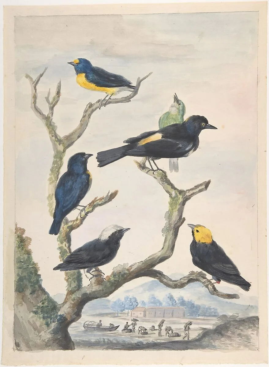 Six South American Birds — Abraham Meertens