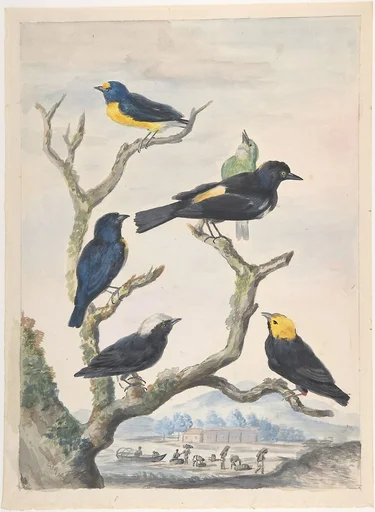 Six South American Birds