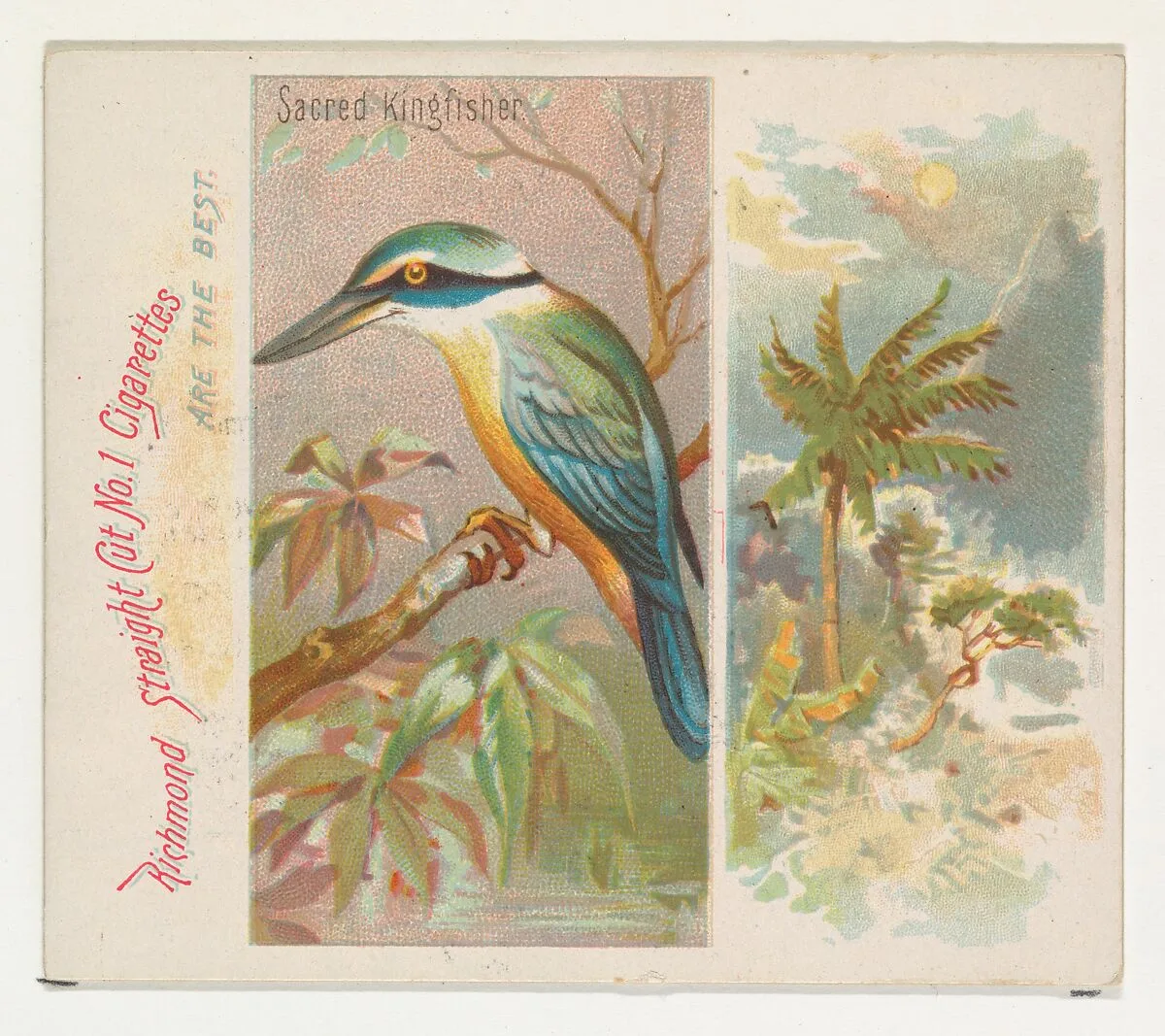 Sacred Kingfisher, from Birds of the Tropics series (N38) for Allen & Ginter Cigarettes — Allen & Ginter|George S. Harris & Sons