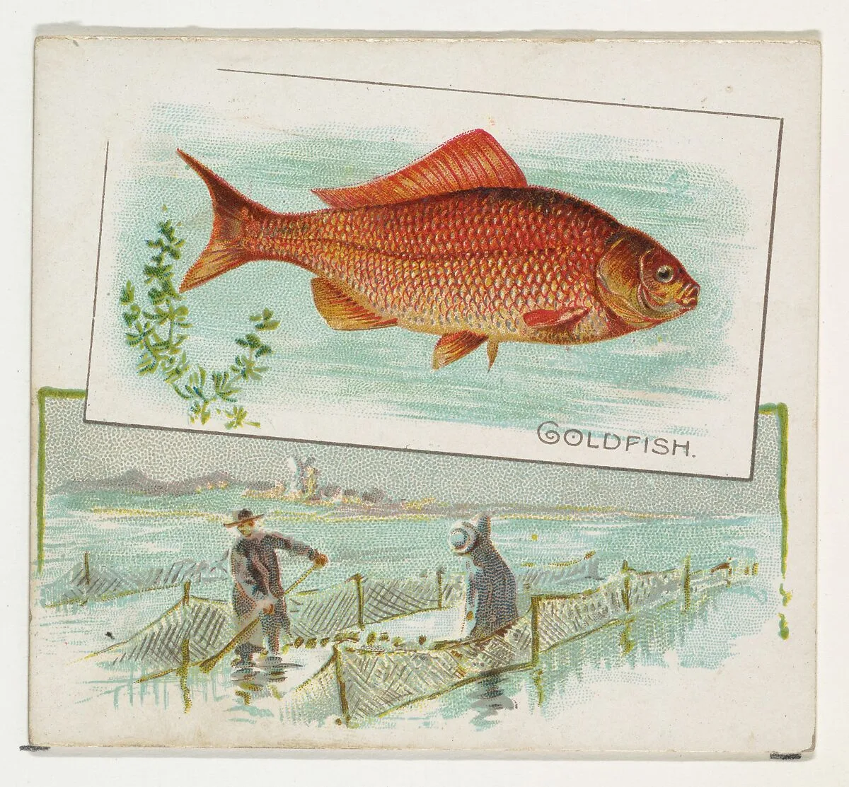 Goldfish, from Fish from American Waters series (N39) for Allen & Ginter Cigarettes — Allen & Ginter|Lindner, Eddy & Claus