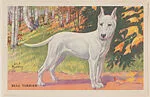 Bull Terrier from Our Friend – the Dog Educational Pictures (W608-4) — Unknown