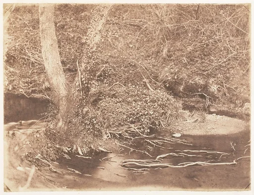 [Tree and Brush in Creek Scene]