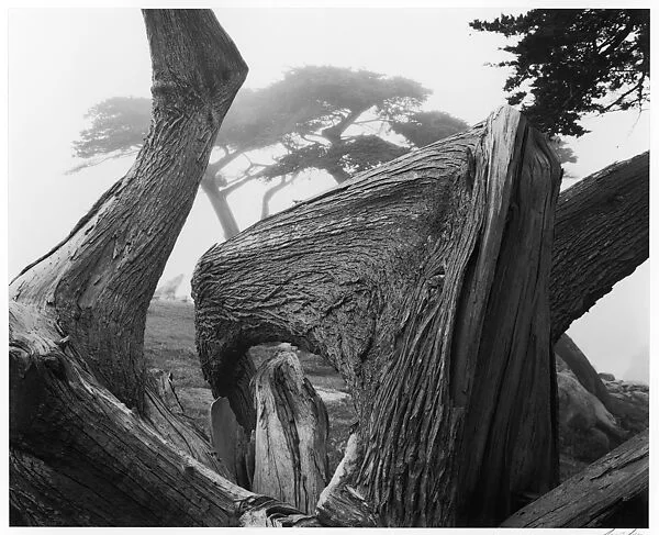 Cypress Tress, Pebble Beach, California — Ansel Easton Adams