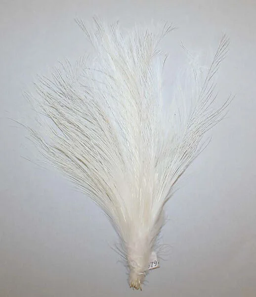 Aigrette — Unknown