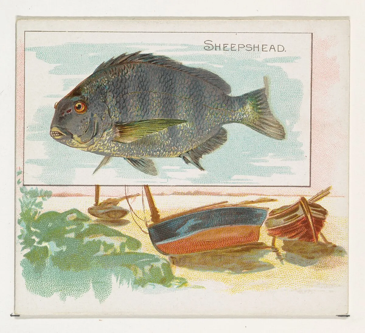 Sheepshead, from Fish from American Waters series (N39) for Allen & Ginter Cigarettes — Lindner, Eddy & Claus|Allen & Ginter