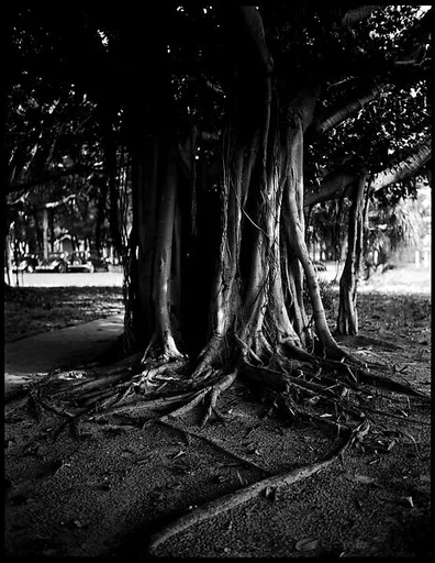 [Banyan Tree, Florida]