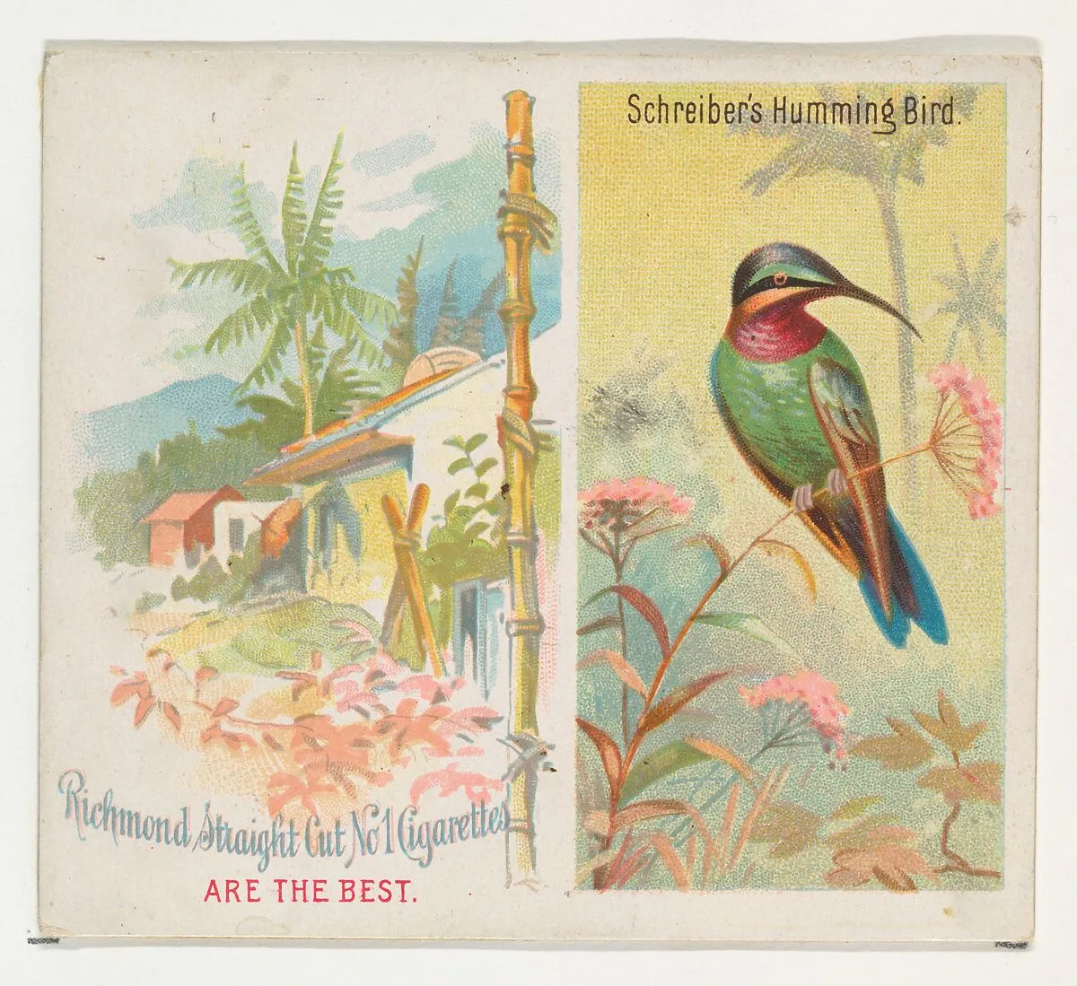 Schreiber's Hummingbird, from Birds of the Tropics series (N38) for Allen & Ginter Cigarettes — Allen & Ginter|George S. Harris & Sons