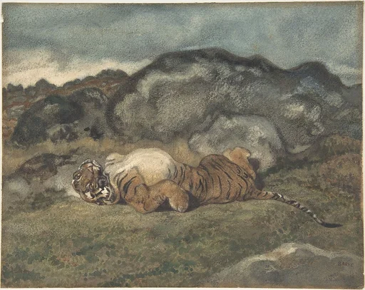 Tiger Rolling on Its Back