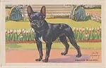 French Bulldog from Our Friend – the Dog Educational Pictures (W608-4) — Unknown
