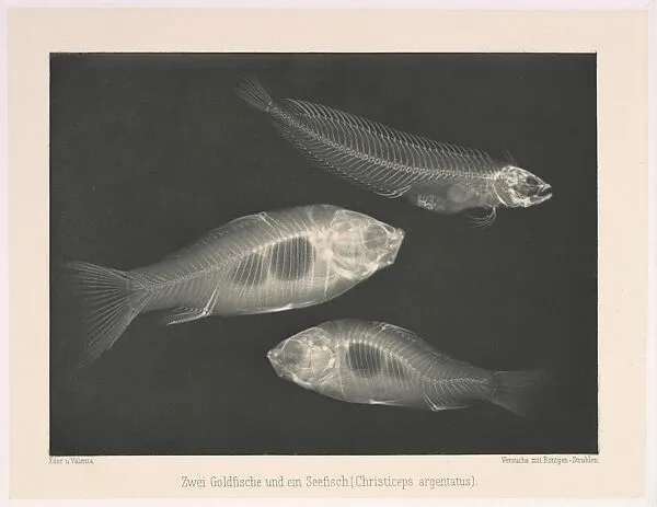Zwei Goldfische und ein Seefisch (Christiceps argentatus) — Josef Maria Eder|Eduard Valenta