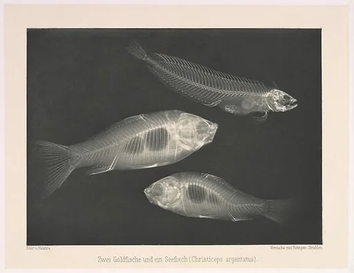Zwei Goldfische und ein Seefisch (Christiceps argentatus)