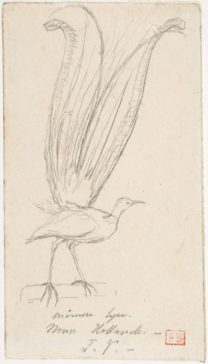 A Lyre Bird — Charles Meryon
