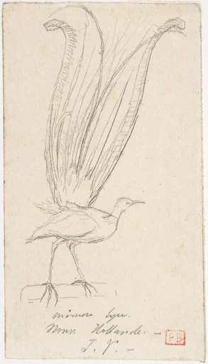 A Lyre Bird