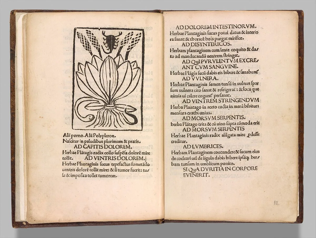 Herbarium — Pseudo-Apuleius Platonicus|Johannes Philippus de Lignamine|Cardinal Giuliano della Rovere (Pope Julius II)
