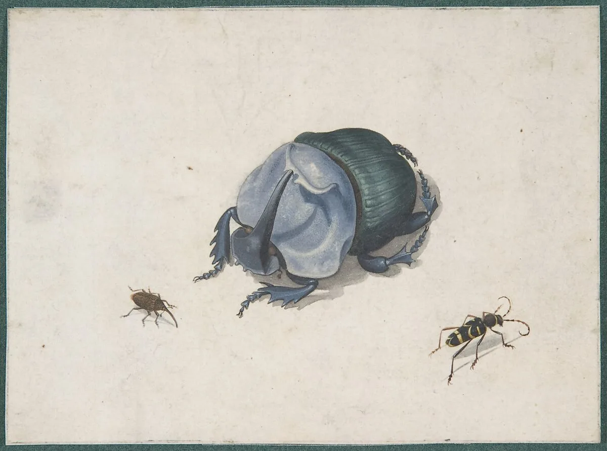 Studies of a Blue Beetle and Insects — Anonymous, Dutch, 17th century|Rochus van Veen