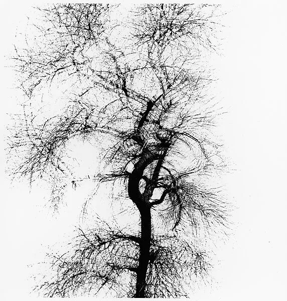 Multiple Exposure Tree, Chicago — Harry Callahan