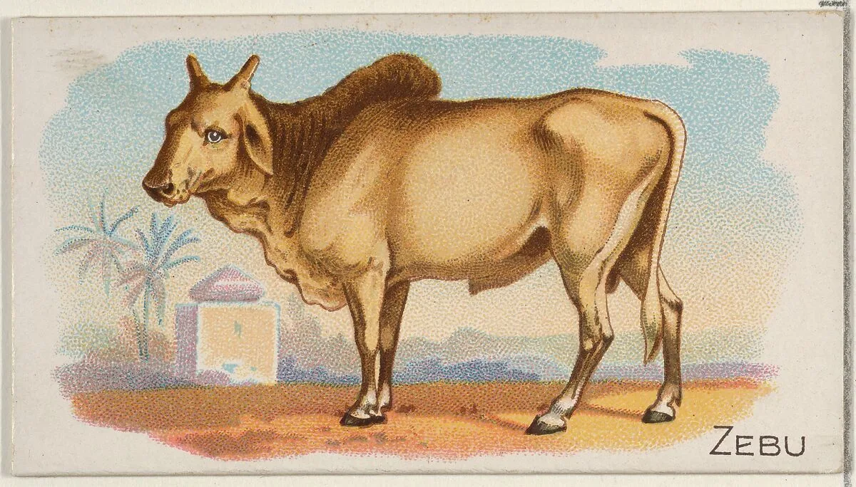 Zebu, from the Quadrupeds series (N21) for Allen & Ginter Cigarettes — Allen & Ginter|Lindner, Eddy & Claus