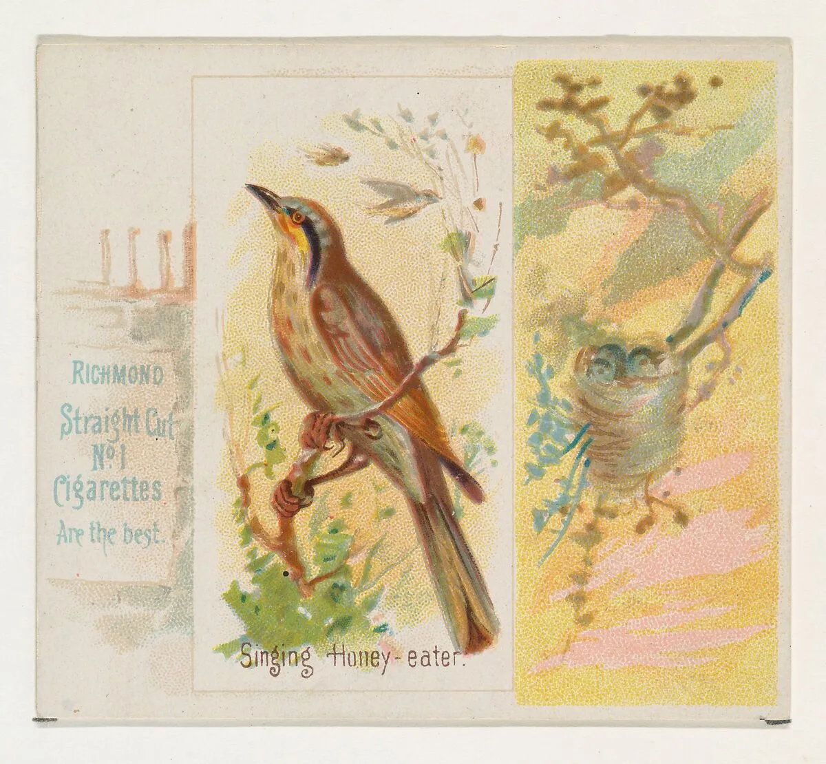 Singing Honey-eater, from the Song Birds of the World series (N42) for Allen & Ginter Cigarettes — Allen & Ginter|George S. Harris & Sons