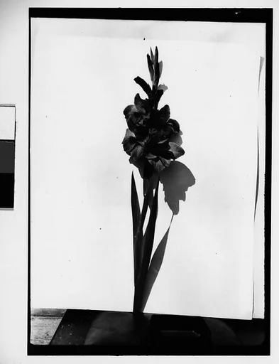 [Gladiola in Front of White Backdrop, Darien, Connecticut]