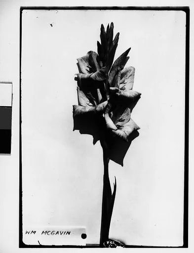 [Gladiola with Label Marked "WM MCGAVIN" in Front of White Backdrop, Darien, Connecticut]