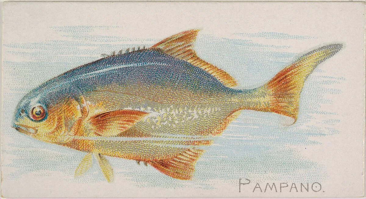 Pampano, from the Fish from American Waters series (N8) for Allen & Ginter Cigarettes Brands — Allen & Ginter|Lindner, Eddy & Claus