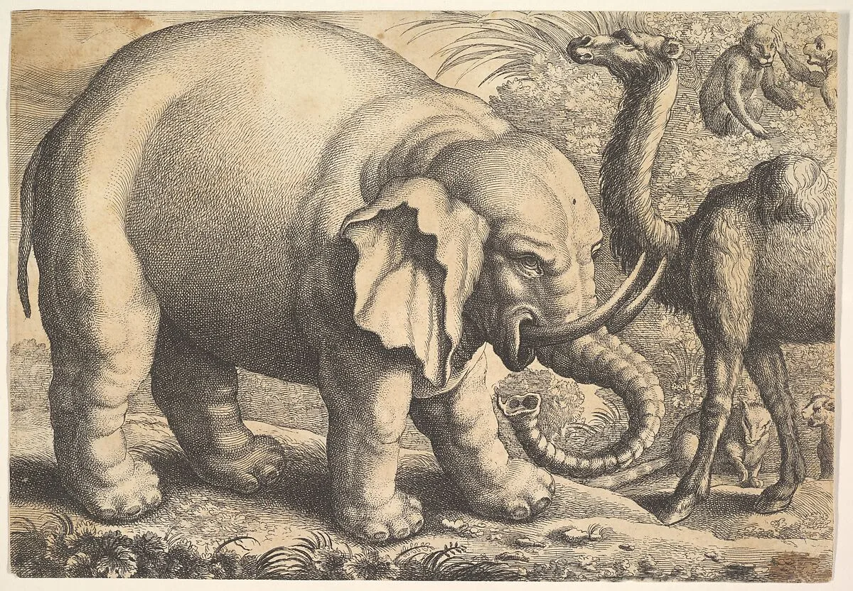 Elephant and Camel (reverse copy) — Francis Barlow|Wenceslaus Hollar