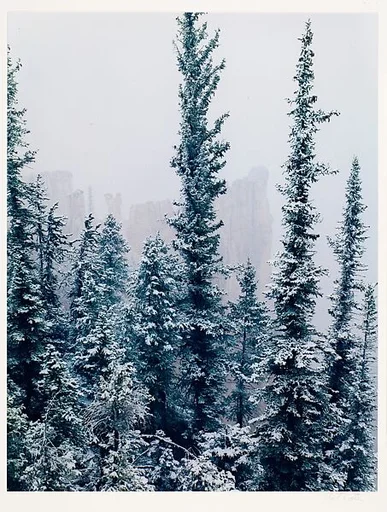 Spires and Spruce Trees, Bryce Canyon, Utah