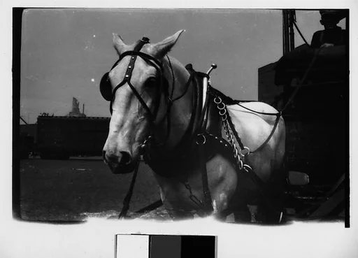 [Horse-Drawn Cart and Driver, Old Wallabout Market, Brooklyn, New York?]