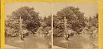 [16 Stereographic Views of Swan and Cygnet Statue, Central Park, New York]